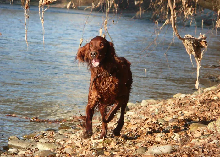 Hotell Goldener Schluessel 3*